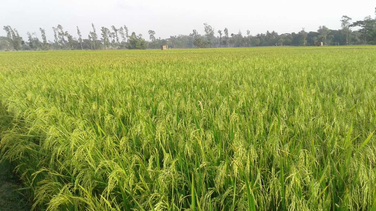 Paddyfield 20200601095007